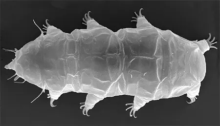 hypechiniscus cataractus