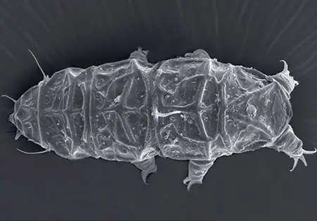 hypechiniscus daedalus