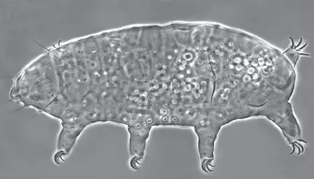 hypechiniscus exarmatus