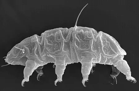 hypechiniscus gladiator