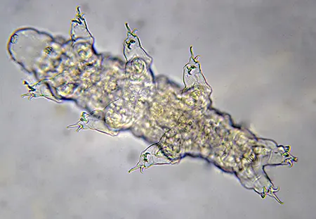 hypsibius scabropygus