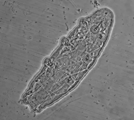 iIsohypsibius jakieli