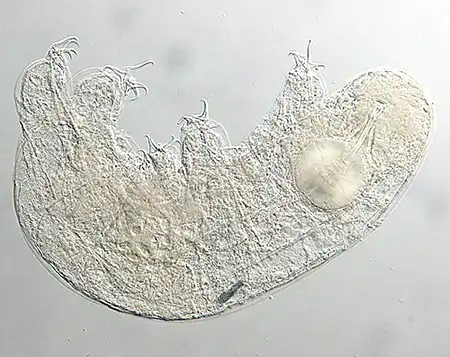 isohypsibius malawiensis