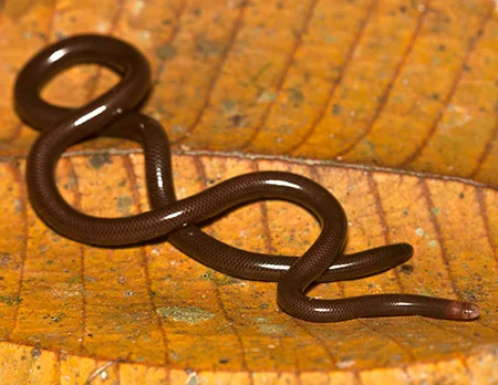 liotyphlops albirostris