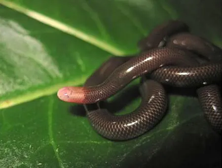 Dawn Blind Snakes