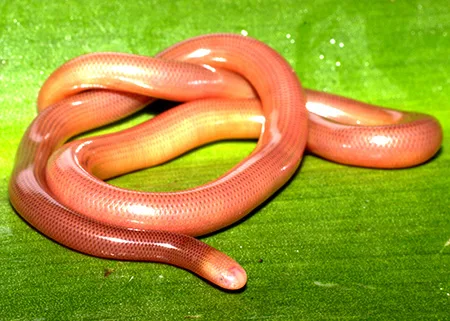 liotyphlops argaleus