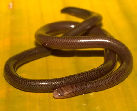 liotyphlops bondensis