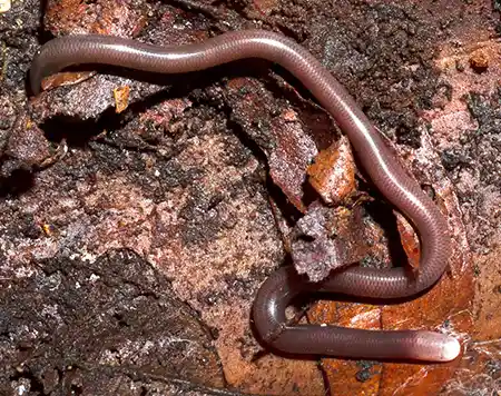 liotyphlops caissara