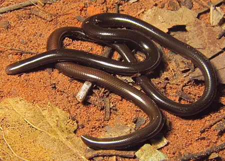 liotyphlops ternetzii