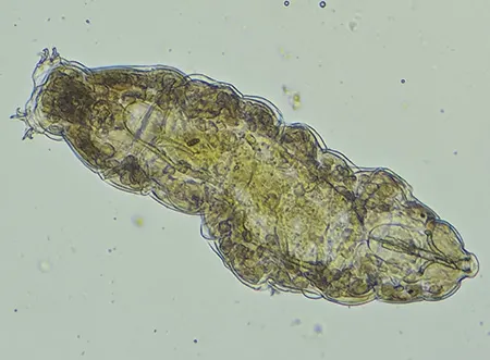 macrobiotus hufelandi