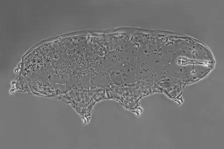 macrobiotus kazmierskii