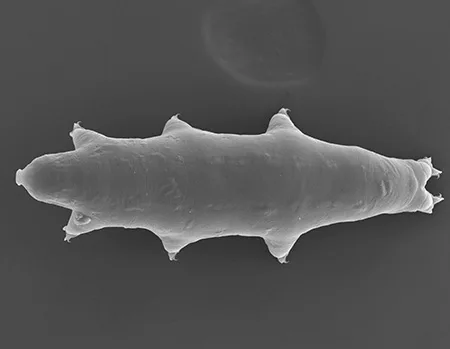 macrobiotus shonaicus