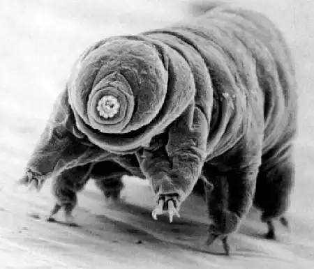 macrobiotus tonollii