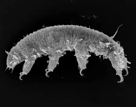 megastygarctides-sezginii