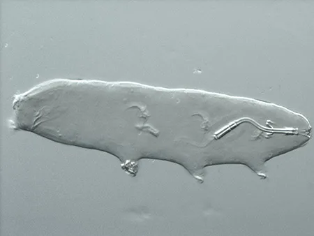 mesocrista spitzbergensis