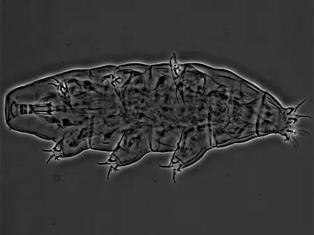 milnesium almatyense