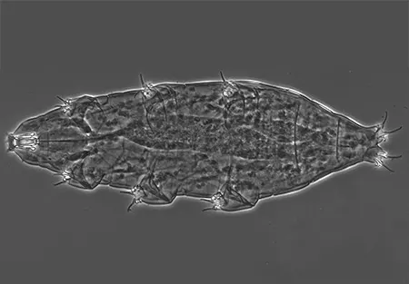 milnesium berladnicorum