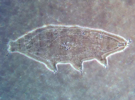 milnesium cassandrae