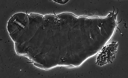 milnesium granulatum