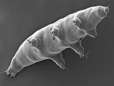 milnesium tardigradum