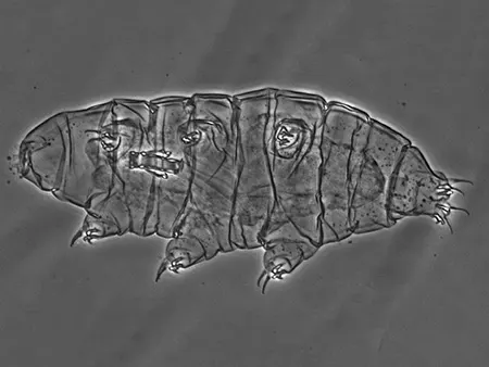 milnesium tetralamellatum