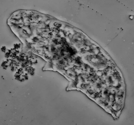 minibiotus intermedius