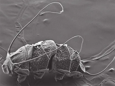 mopsechiniscus tasmanicus