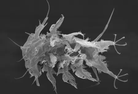 neostygarctus grossmeteor