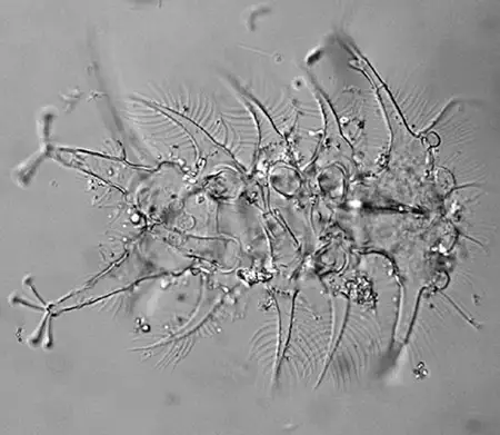 neostygarctus lovedeluxe