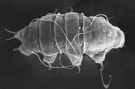 novechiniscus armadilloides