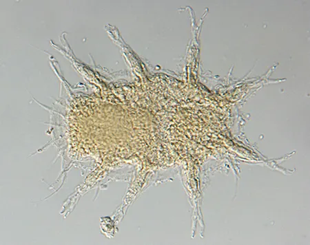 paradoxipus orzeliscoides