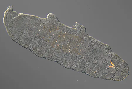 paramacrobiotus tonollii