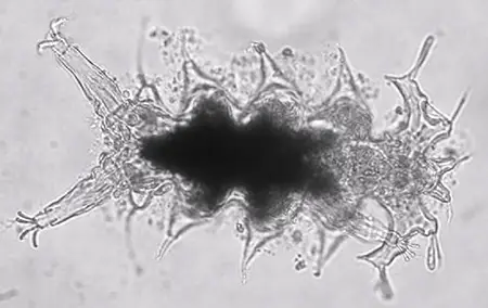 parastygarctus sterreri