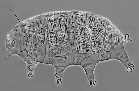 pseudechiniscus asper