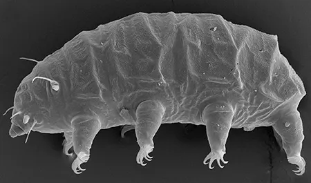 pseudechiniscus mascarenensis