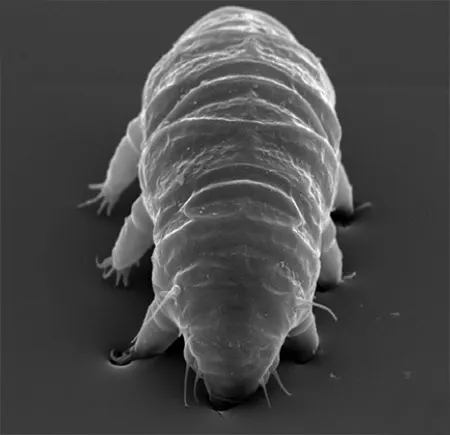 pseudechiniscus suillus