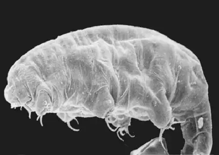 pseudobiotus kathmanae