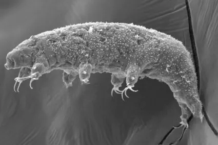 pseudobiotus spinifer