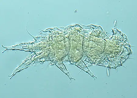 pseudostygarctus galloae