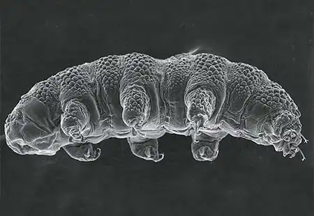 ramazzottius agannae