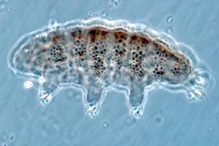 ramazzottius baumanni