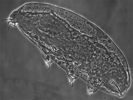 ramazzottius oberhaeuseri