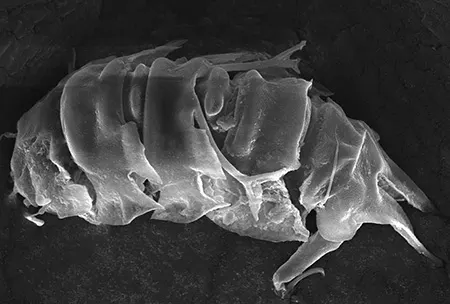 stygarctus keralensis