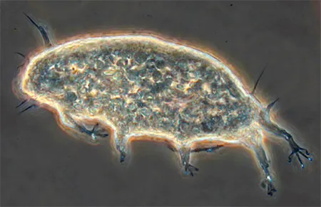 styraconyx turbinarium