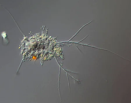 tanarctus arborspinosus