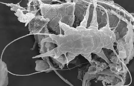 tanarctus hirsutospinosus