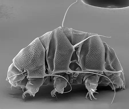 testechiniscus spitsbergensis