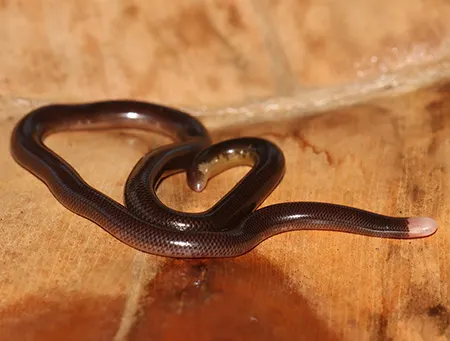 typhlophis squamosus