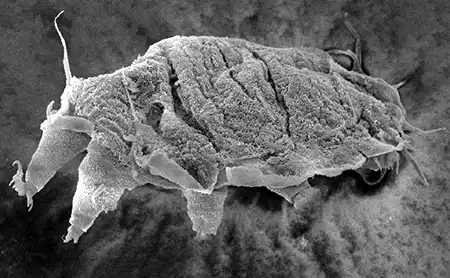 wingstrandarctus stinae