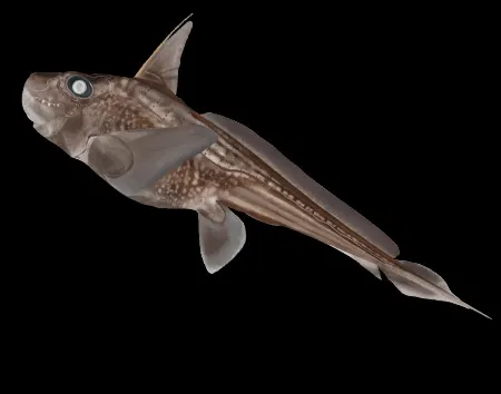 Chimaera stellata